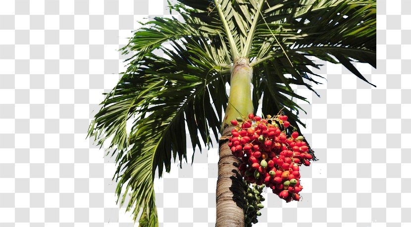 Date Palm Arecaceae Tree - Flower - Red Trees On Transparent PNG