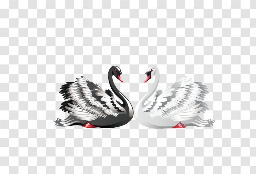 Black Swan Royalty-free Clip Art - Fotosearch - Vector Love And White Swans Transparent PNG