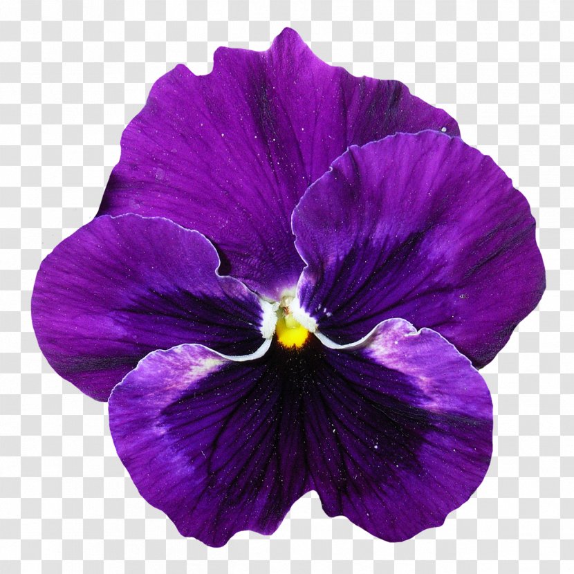 Pansy Violet Flower - Plant Transparent PNG