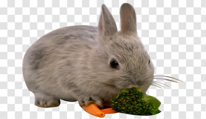 European Rabbit Hare Domestic Transparent PNG