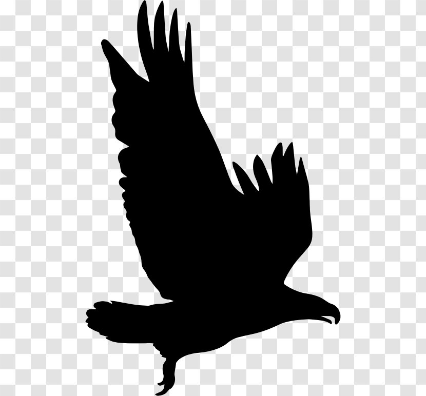 Bird Silhouette Eagle Clip Art - Fauna Transparent PNG