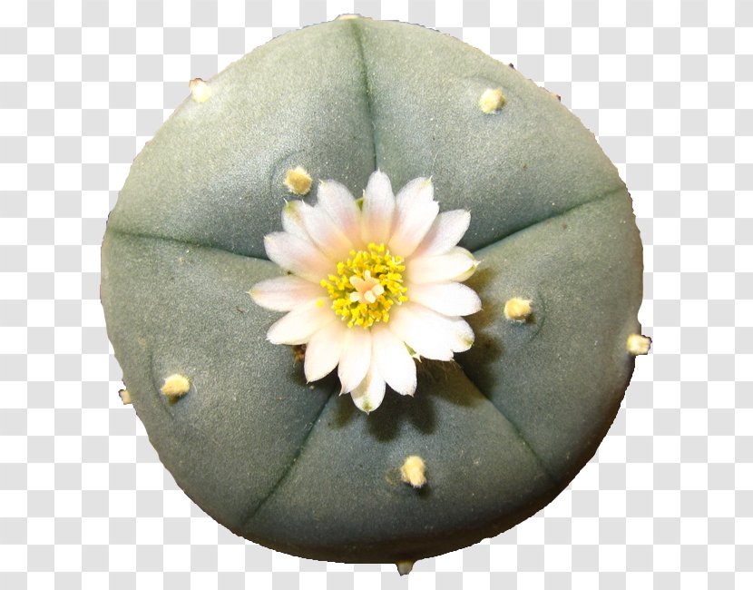 Spirit Healing - Peyote Transparent PNG