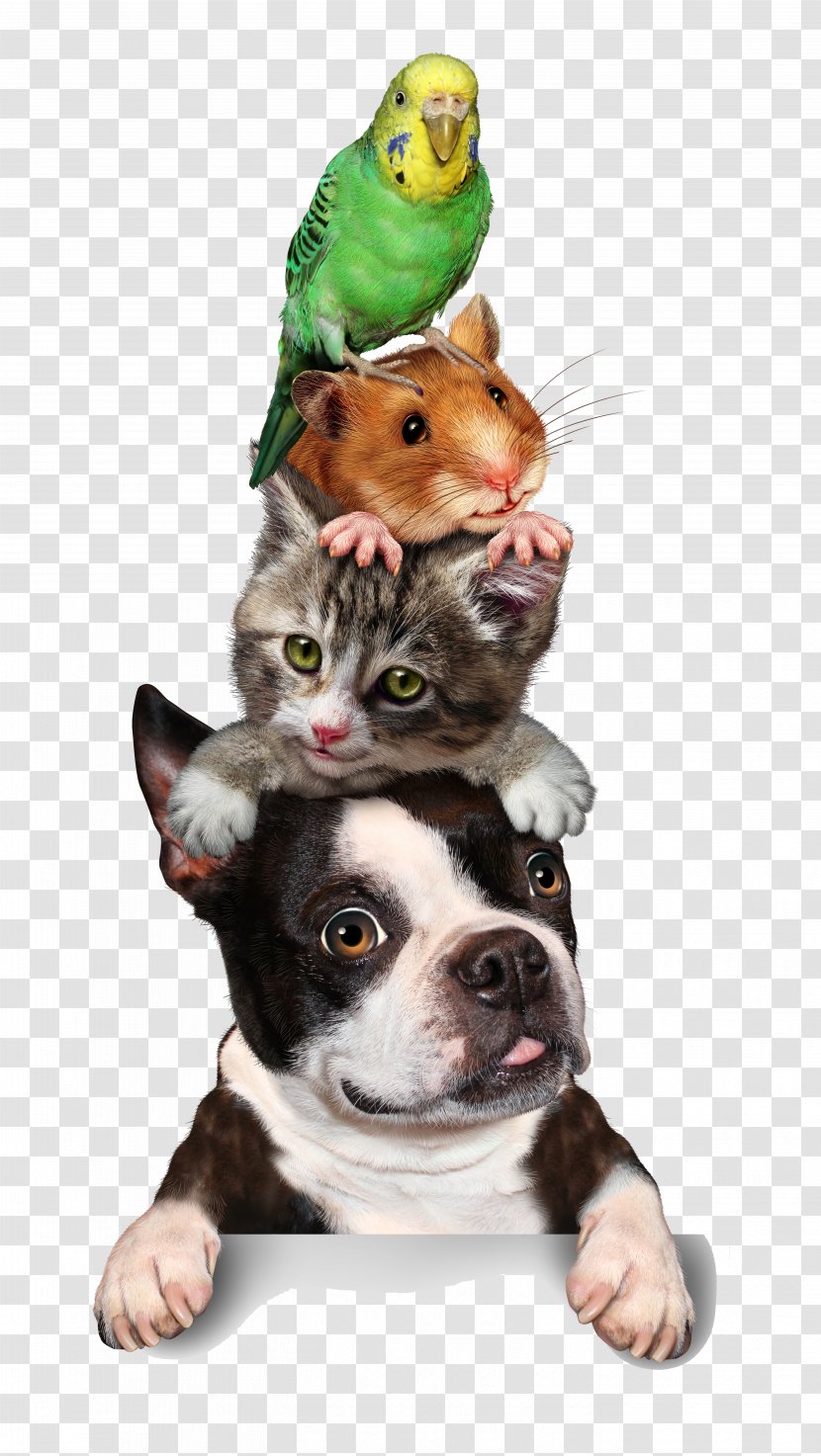 Cat Pet Sitting Hamster Dog Kitten - Puppy - Animal Transparent PNG