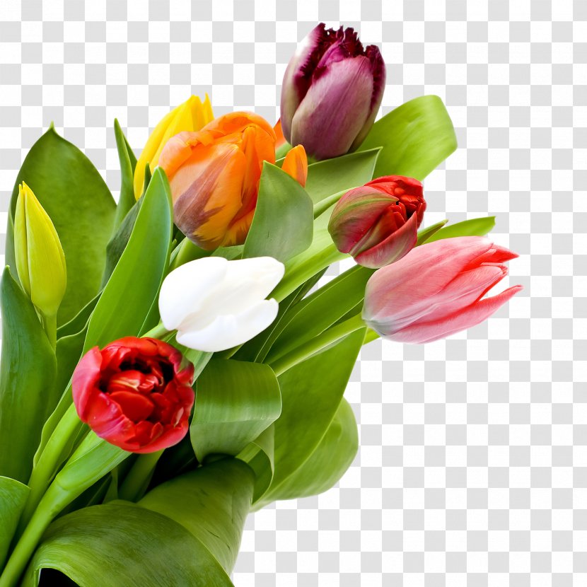 Tulip Flower Bouquet Desktop Wallpaper Rose - Plant Transparent PNG