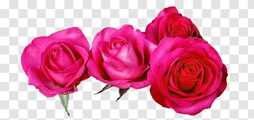 Garden Roses Cabbage Rose Floribunda Cut Flowers Floristry - Flower - Nd Transparent PNG