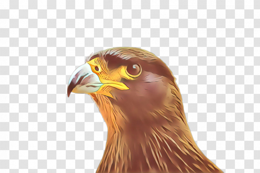 Bird Beak Bird Of Prey Golden Eagle Eagle Transparent PNG