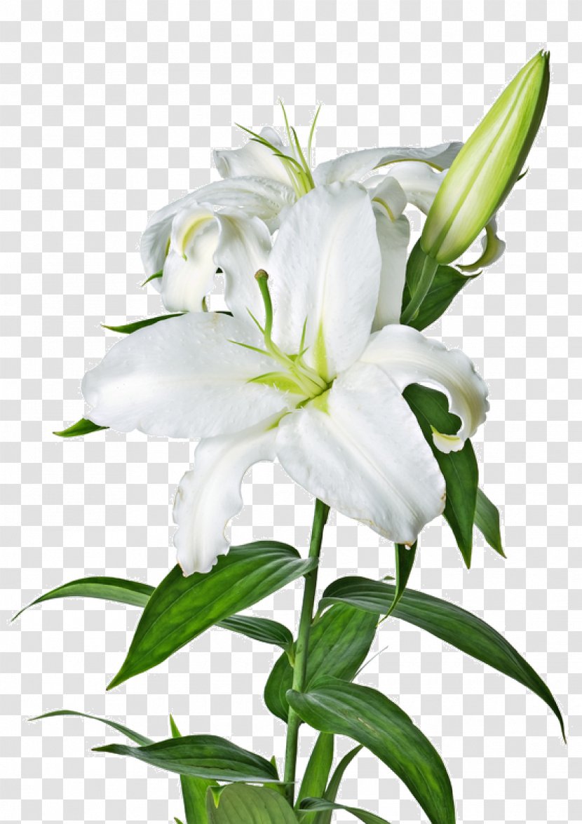 Lilium Candidum Tiger Lily Flower Easter Bulbiferum - Image Transparent PNG