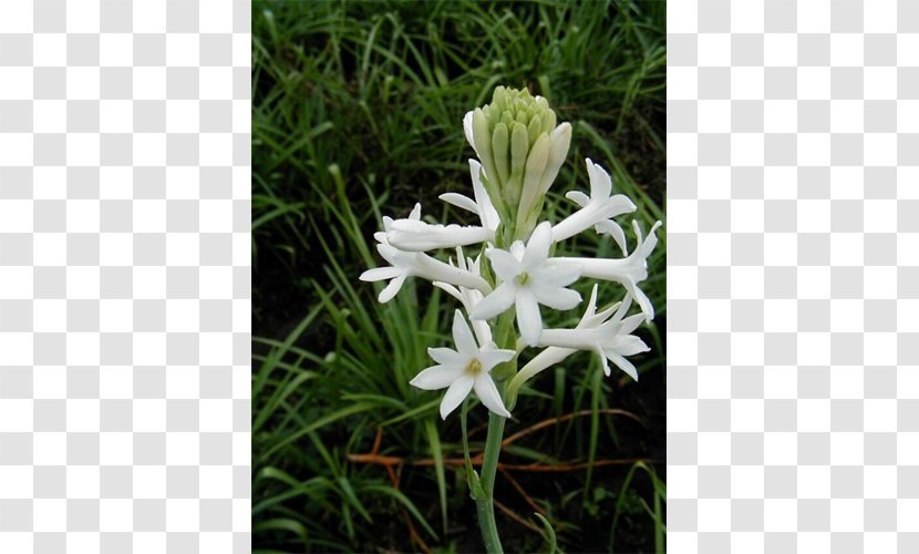 Tuberose Bulb Hyacinth Crinum - Flowering Plant Transparent PNG