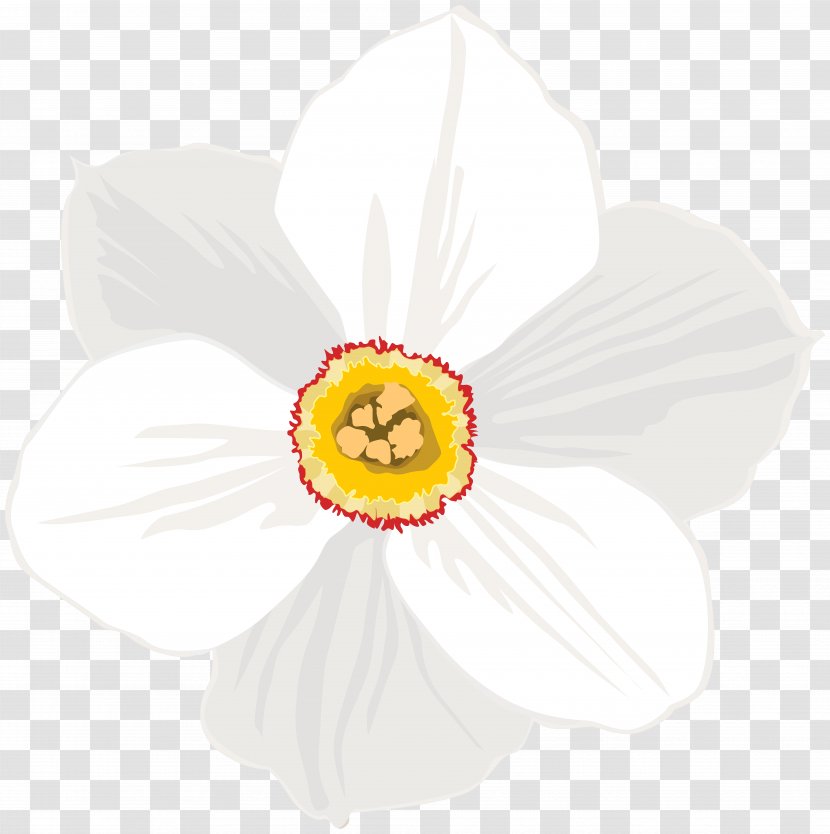 Narcissus - Daffodil Transparent PNG