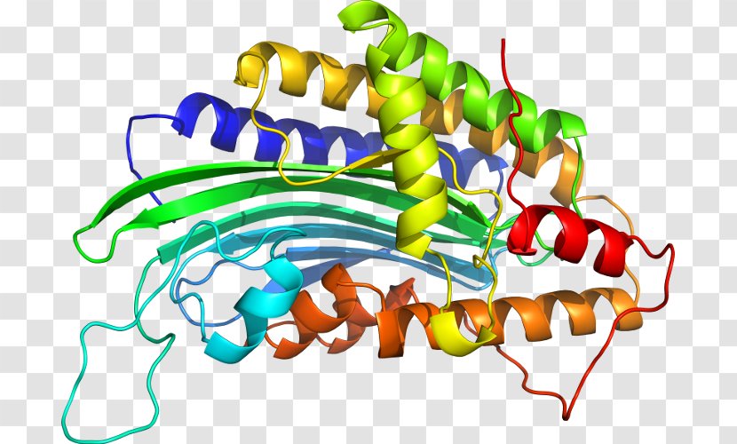 Organism Line Clip Art Transparent PNG