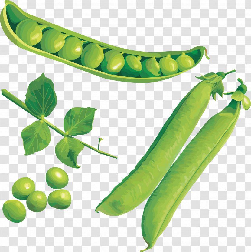 Snap Pea Clip Art - Image Resolution Transparent PNG