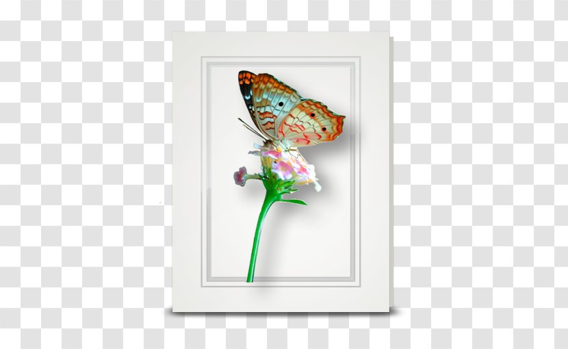 Butterfly Insect Pollinator Morpho Moth - Animal - Peacock Transparent PNG