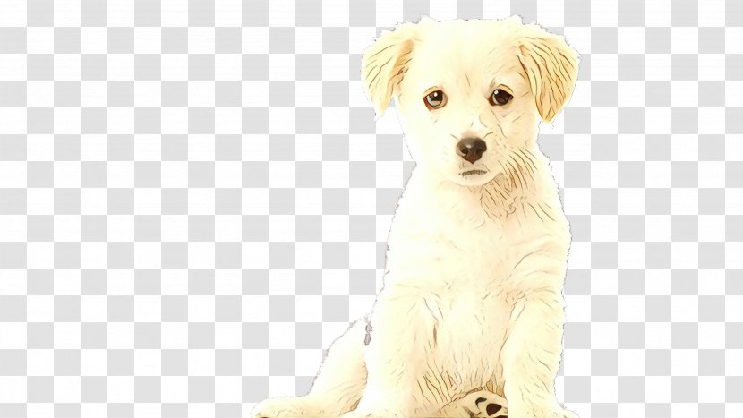 Cartoon Love - Havanese Dog - Small Greek Domestic Puppy Transparent PNG