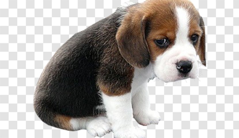 Bulldog Puppy Face Golden Retriever Sad Puppies - Heart Transparent PNG