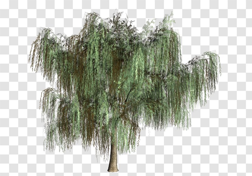 Willow Tree Shrub Mara Jaffray Vegetation - Conifers Transparent PNG