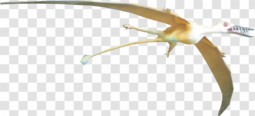 Rhamphorhynchus Pterosaurs Pteranodon Bird Animal - Dinosaur Transparent PNG
