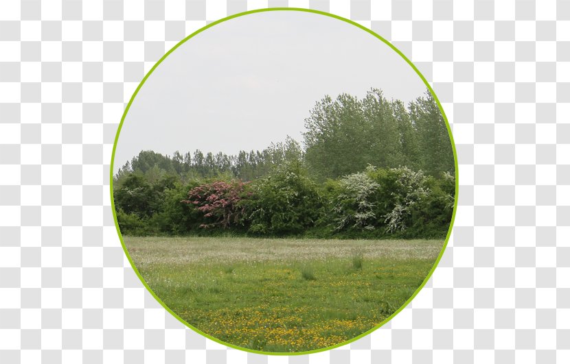 Lawn Biome Vegetation Meadow Land Lot - Agentschap Voor Natuur En Bos Transparent PNG