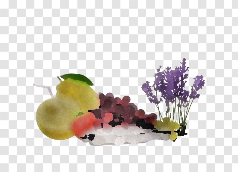 Grape Plant Flower Vitis Fruit - Aquarium Decor - Grapevine Family Transparent PNG