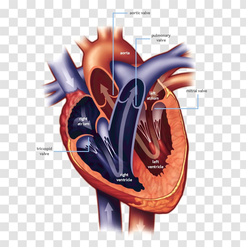 Heart Valve Mitral Ailment Cardiac Surgery - Cartoon Transparent PNG