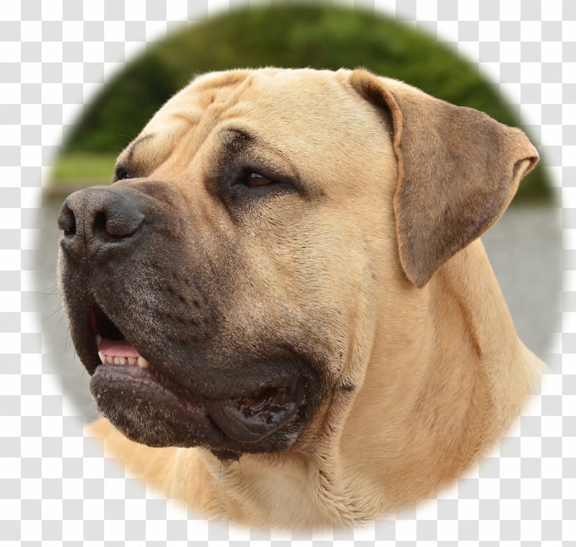 Boerboel Dog Breed Bullmastiff Broholmer Fila Brasileiro - Snout - Black Mouth Cur Transparent PNG