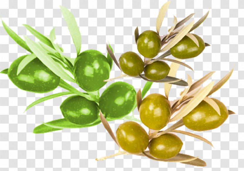 Olive Food Nutrition - Resource - Material Transparent PNG
