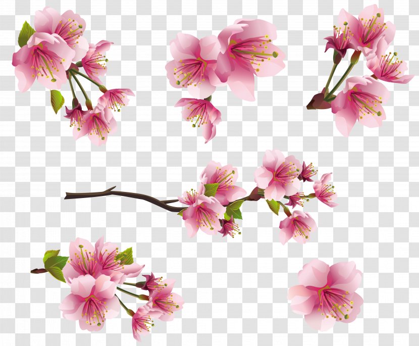 Flower Blossom Pink Clip Art - Flowers - Peach Collection Transparent PNG