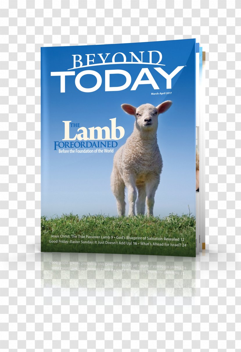 Bible United Church Of God Beyond Today Prophecy - Lamb Transparent PNG