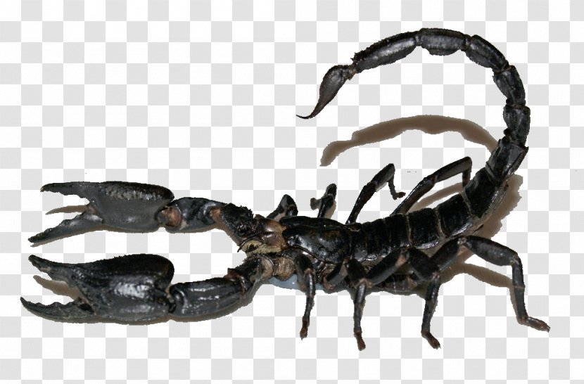Scorpion Sting Heterometrus Spinifer Poison - Real Black Poisonous Transparent PNG