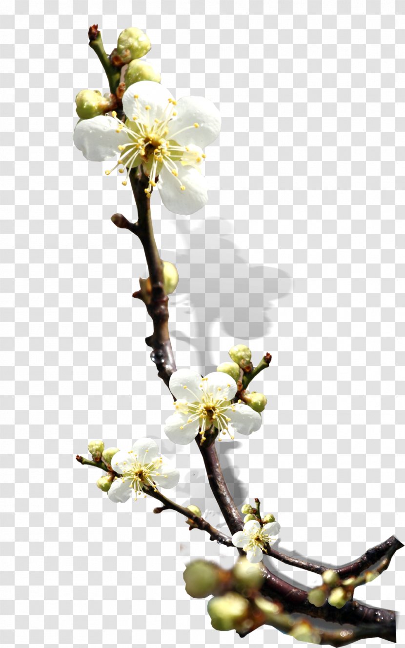 South Korea Download - Cherry Blossom - White Pear Transparent PNG