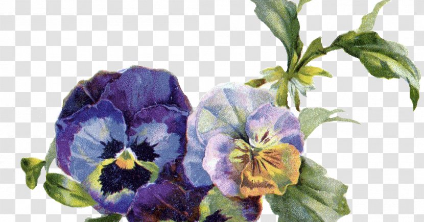 Pansy Flower Viola Pedunculata Clip Art - Cut Flowers Transparent PNG