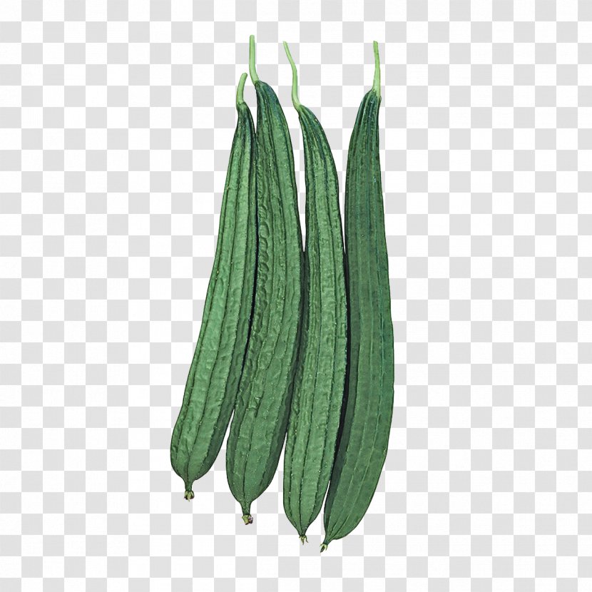 Green Leaf Plant Flower Luffa - Vegetable - Okra Transparent PNG