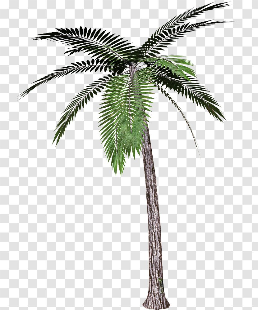 Palm Tree - Date - Leaf Transparent PNG