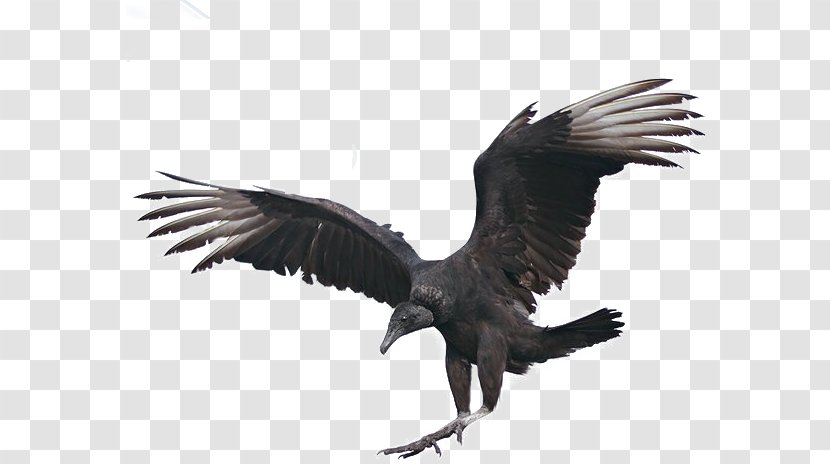Bald Eagle Fauna Beak Feather - Death Cermany Transparent PNG