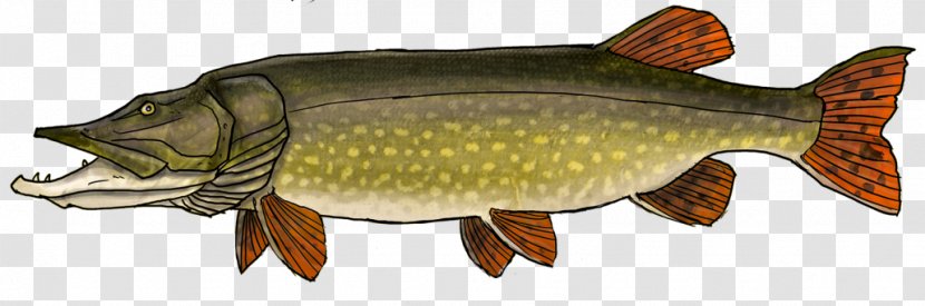 Northern Pike Carp Perch Recreational Fishing - Zander Transparent PNG