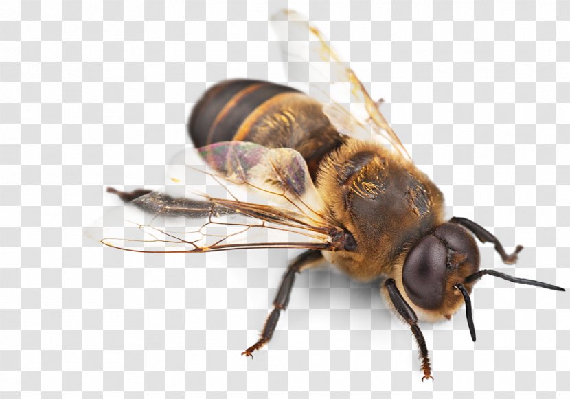 Western Honey Bee Insect Swarming Removal Transparent PNG