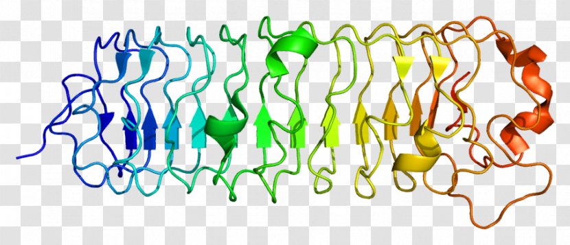 Decorin Protein Epidermal Growth Factor Receptor Proteoglycan Biglycan - Text - Parn Transparent PNG