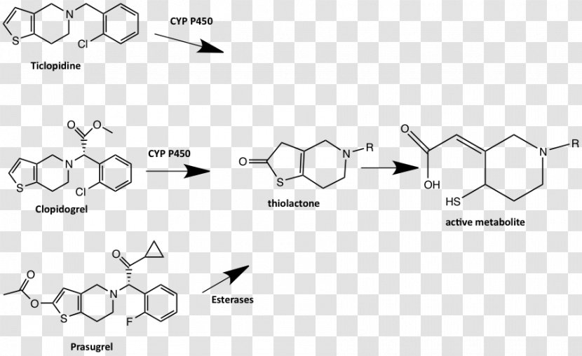 Type II Topoisomerase The Double Helix: A Personal Account Of Discovery Structure DNA Pharmaceutical Drug - Adenosine Diphosphate Receptor Inhibitor Transparent PNG