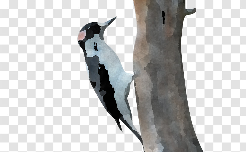 Penguins Woodpeckers Birds Flightless Bird Beak Transparent PNG