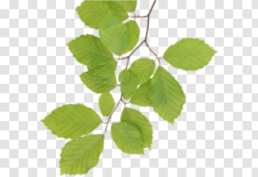 Birch Tree - Plant - Swamp Stem Transparent PNG