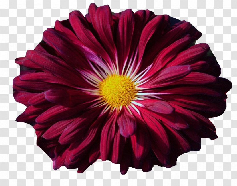 Transvaal Daisy Chrysanthemum Petal - Cut Flowers - Ink Picture Material Transparent PNG