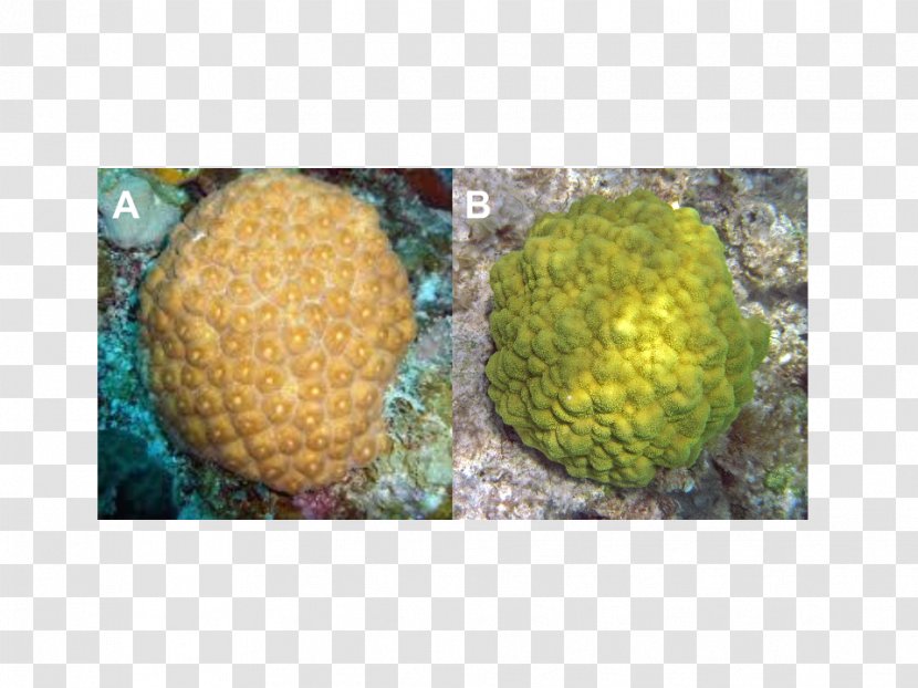 Montastraea Cavernosa Organism Fruit - Coral Reefs Transparent PNG