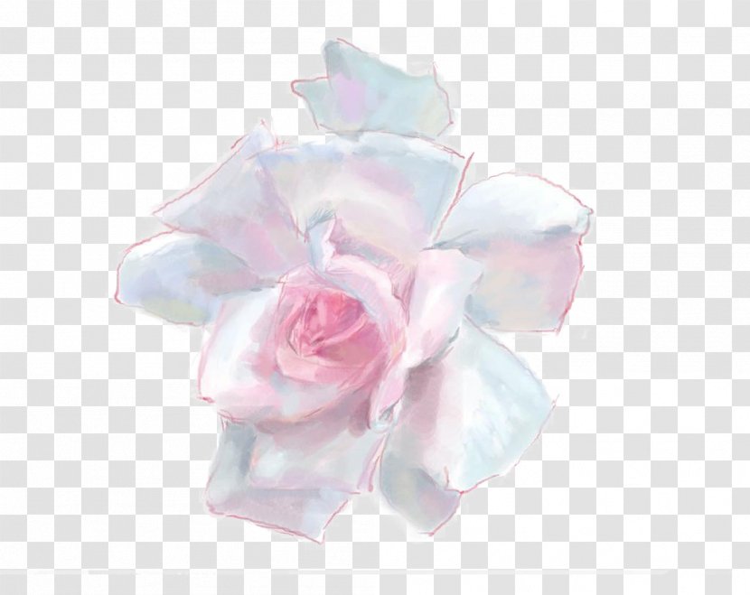 Rosa Chinensis Garden Roses Centifolia Pink - Cut Flowers - Plant Transparent PNG