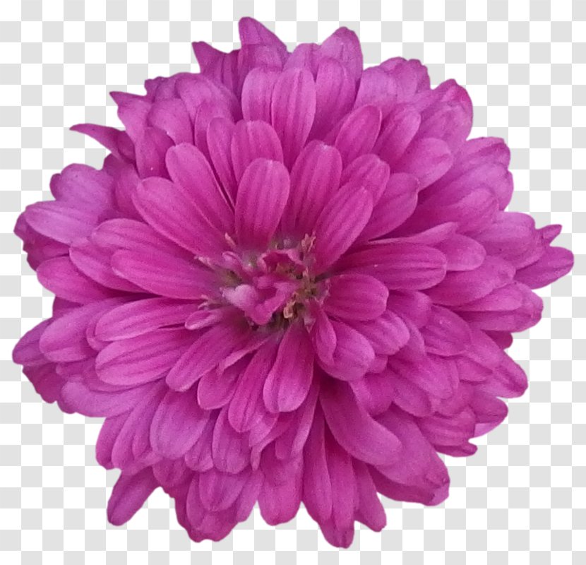 Flower Chrysanthemum Purple Stock Photography - Lilac - Vektor Transparent PNG