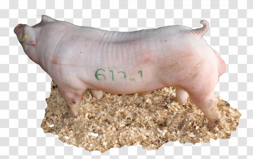 Domestic Pig Pig's Ear Livestock Snout - Boar Transparent PNG