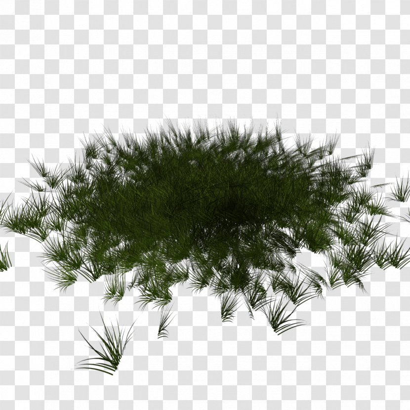 Fir Spruce Pine Conifers Lawn - Conifer - Grass Stadium Transparent PNG