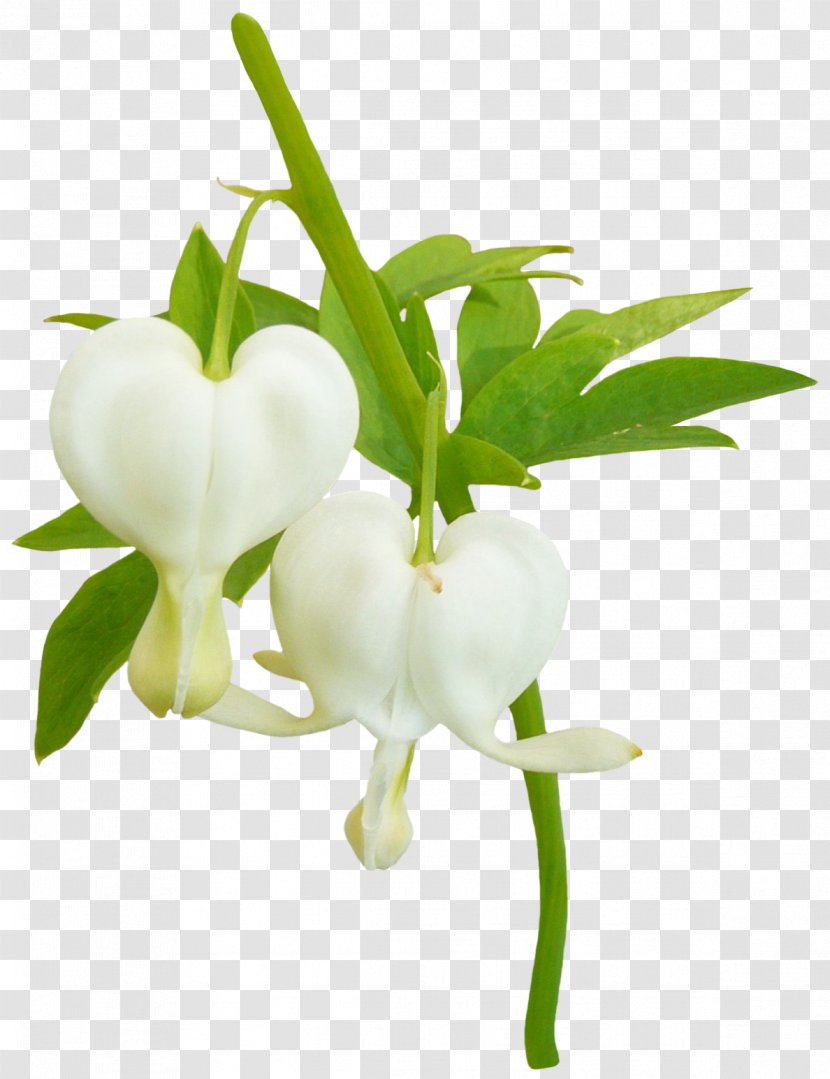 Cut Flowers Green Fleur Blanche White - Bract - Flower Transparent PNG