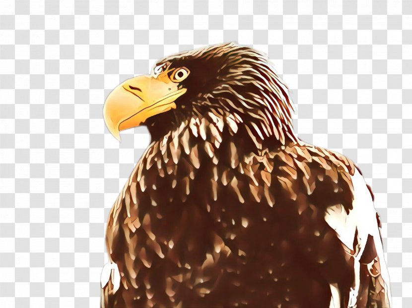 Bird Eagle Of Prey Beak Accipitridae - Golden - Bald Hawk Transparent PNG