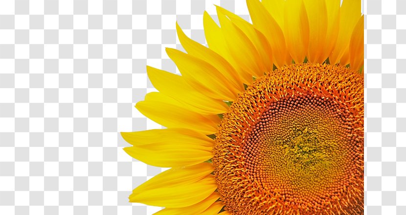 Common Sunflower Download Icon - Gratis Transparent PNG