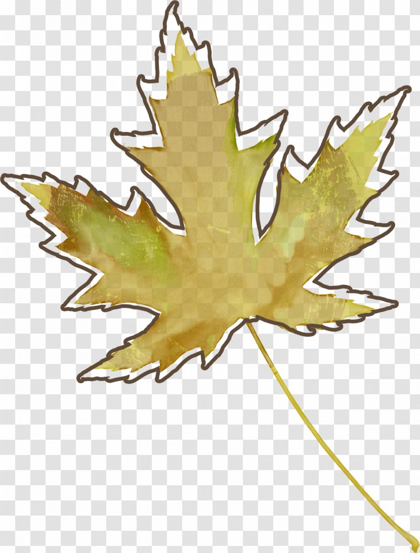 Maple Leaf Autumn Leaves Plant Stem Transparent PNG