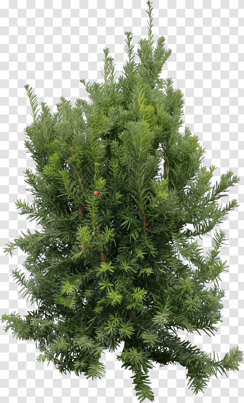 Fir Pine Cedar Tree - Fir-Tree Image Transparent PNG